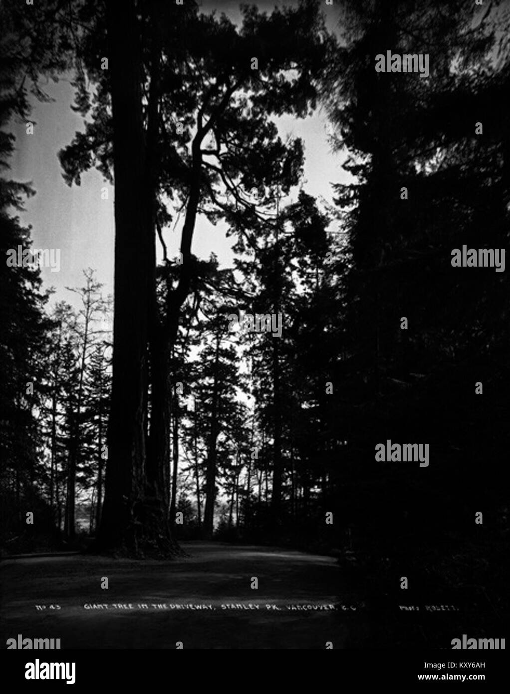 Dieses Foto zeigt einen riesigen Baum in der Einfahrt von Stanley Park, Vancouver, British Columbia. Der Baum ist ein bemerkenswertes Merkmal der natürlichen Umgebung des Parks und repräsentiert den ökologischen Reichtum und die berühmte Landschaft der Region. Stockfoto