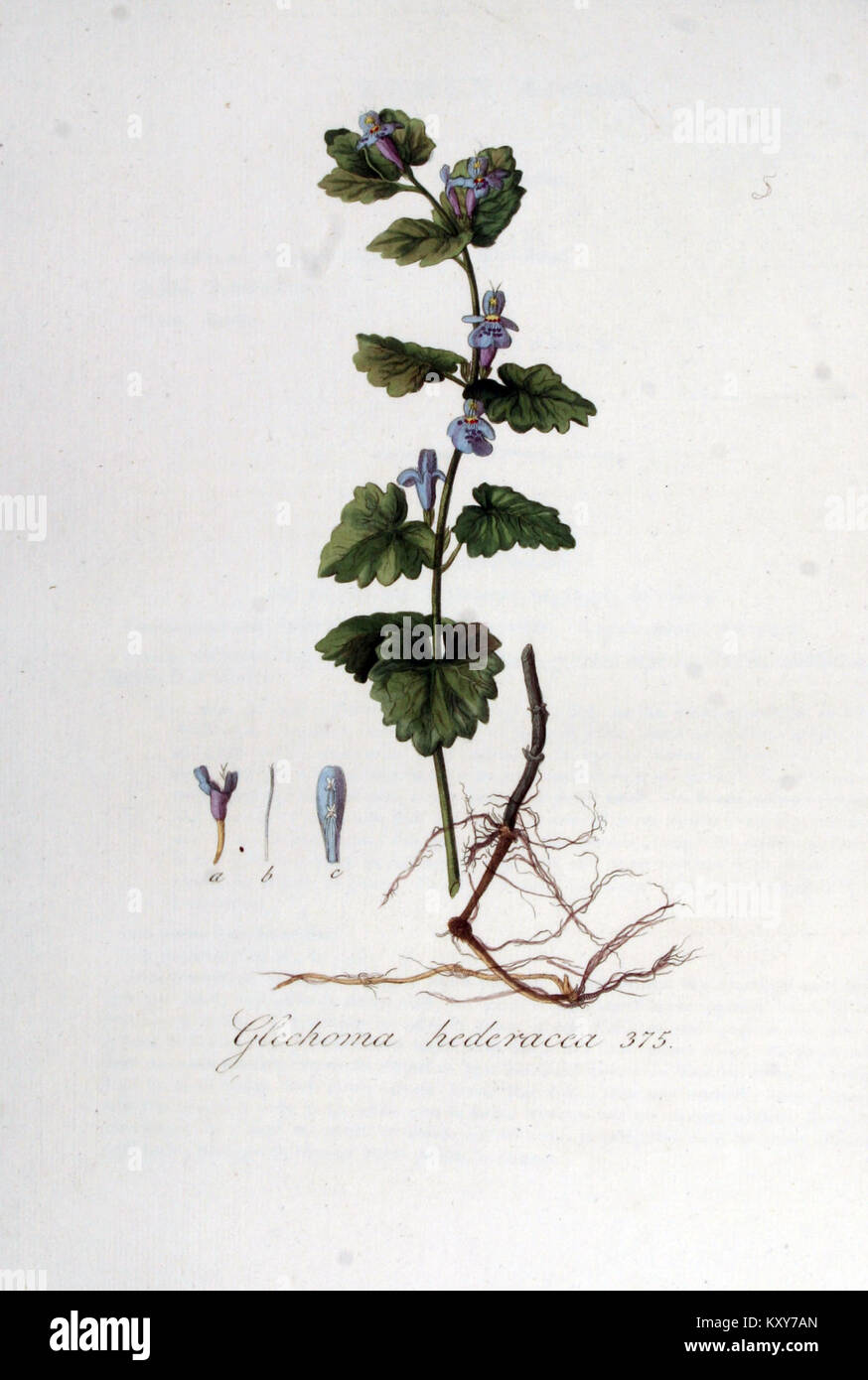 Glechoma hederacea - Flora Batava - Band v5 Stockfoto