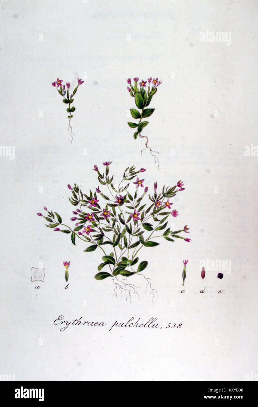 Erythraea pulchella, Teil der Flora Batava-Serie, stellt eine blühende Pflanzenart dar und hebt die botanische Forschung im Europa des 19. Jahrhunderts hervor. Stockfoto