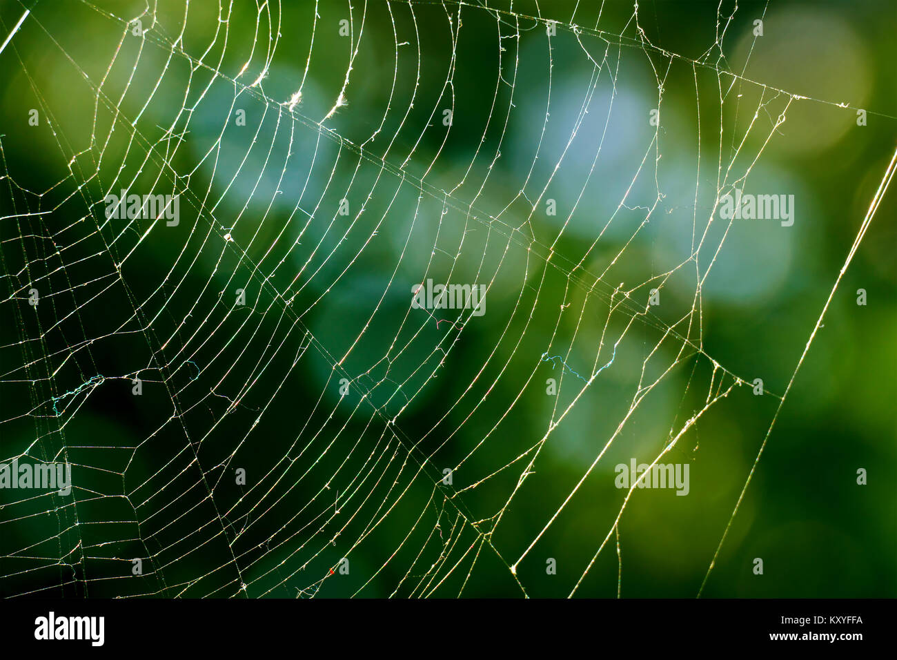 Spiderweb auf unscharfen Hintergrund von grünen Blättern. Stockfoto