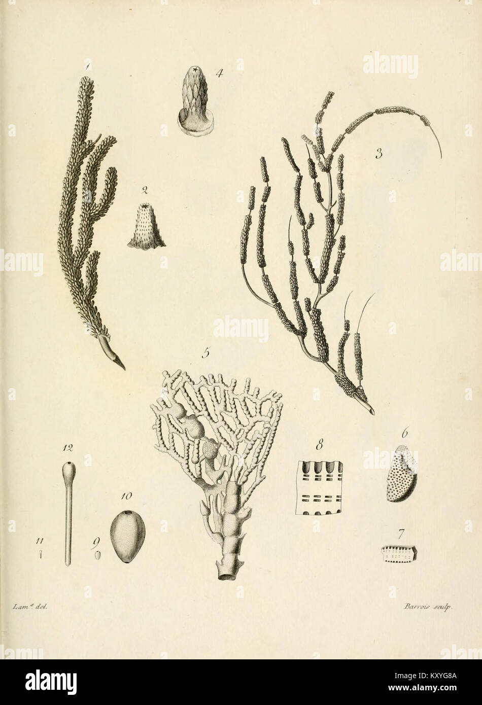 Die Platte der Exposition méthodique des Genres de l’ordre des polypiers (1821) zeigt mehrere Korallen- und Zoophytenformationen, die jeweils zur Klassifizierung innerhalb der Ordnung Polypiers markiert und angeordnet sind, was die wissenschaftliche Taxonomie des frühen 19. Jahrhunderts in der Meeresbiologie veranschaulicht. Stockfoto