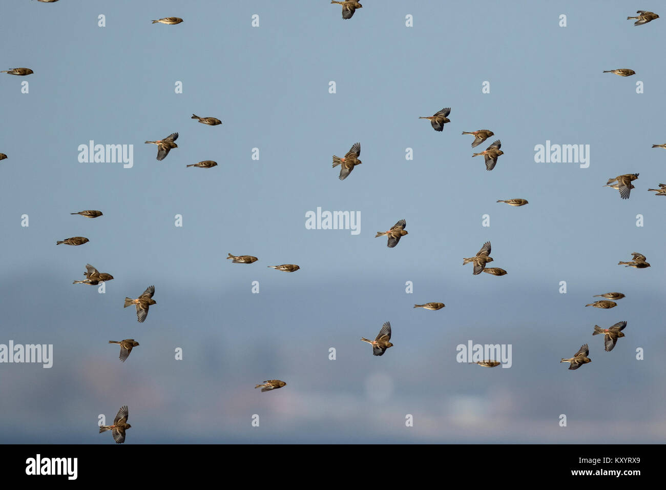 Twite (Carduelis flavirostris) im Flug Stockfoto