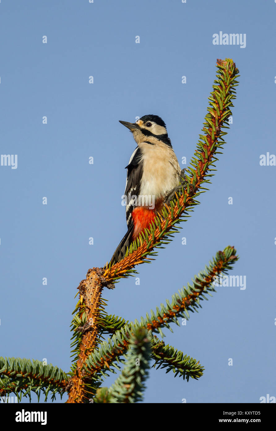 Buntspecht (Dendrocopos major) Frau an der Spitze einer Tanne Fichte gehockt Stockfoto