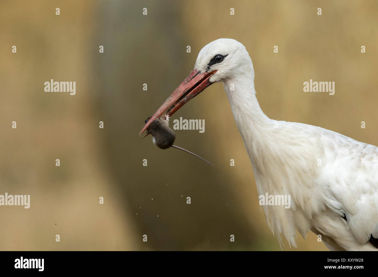 Weißstorch (Ciconia ciconia) auf einen Drei-tage-Feld, Essen eine Maus Stockfoto