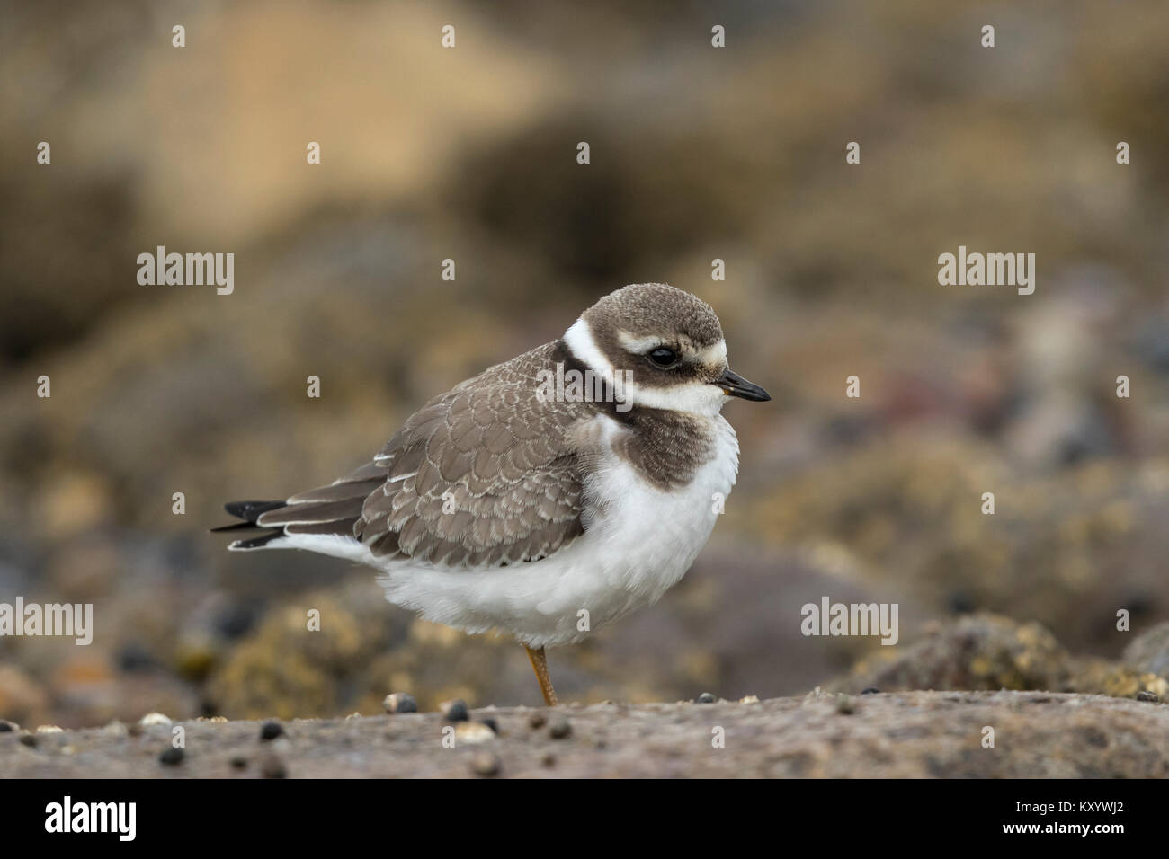 Kibitze juvenile (Charadrius hiaticula) Stockfoto