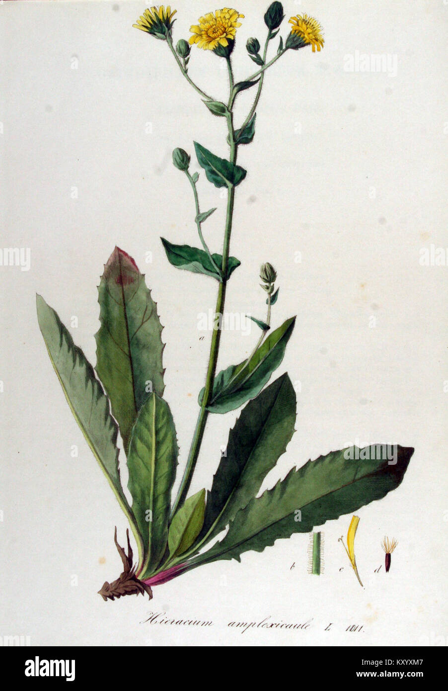 Hieracium amplexicaule - Flora Batava - Band v 13. Stockfoto