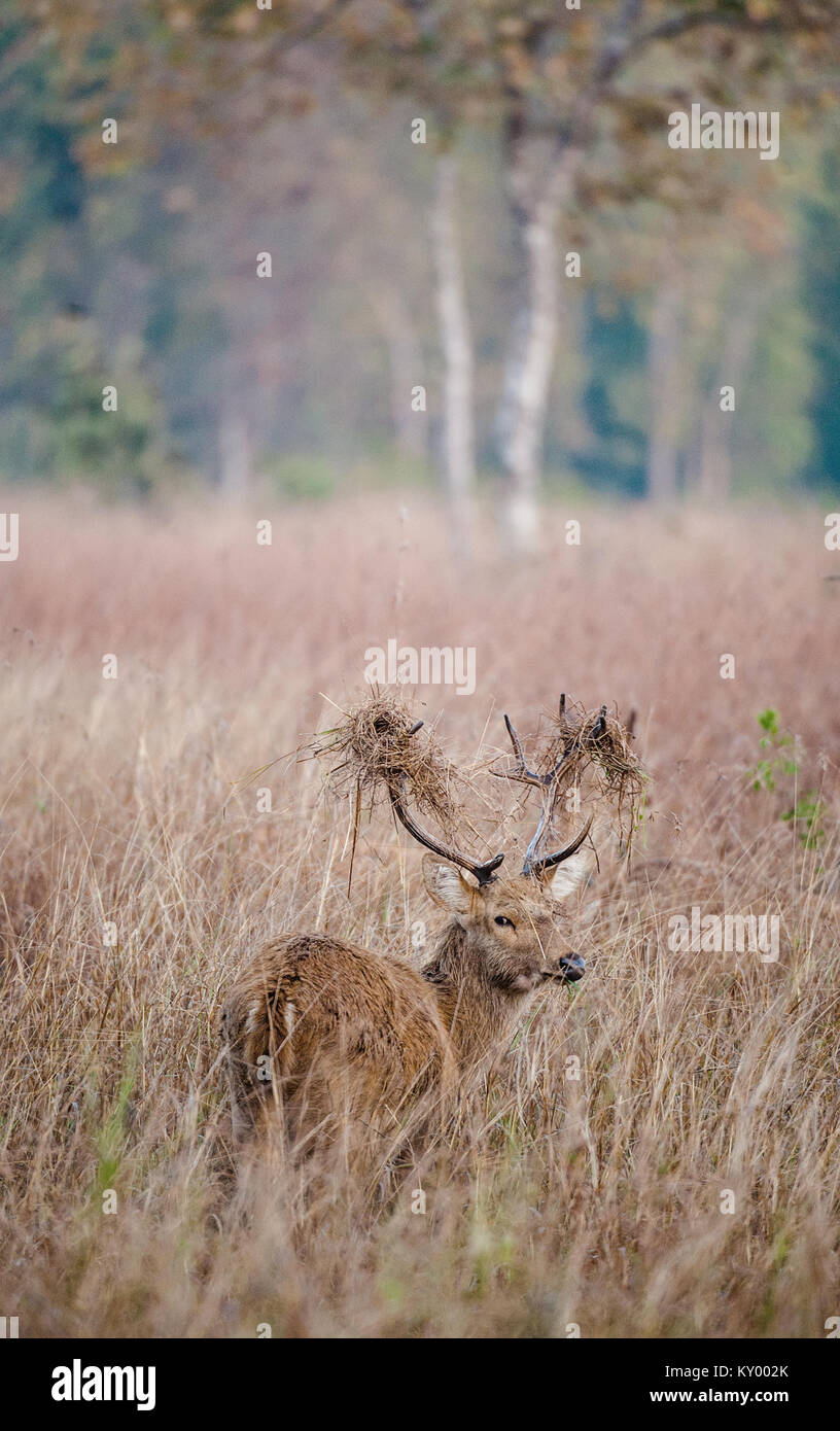 Hirsch mit einem Gras auf die Hörner. Ein Sumpf Rotwild oder Barasingha (Rucervus duvaucelii). Indien Stockfoto