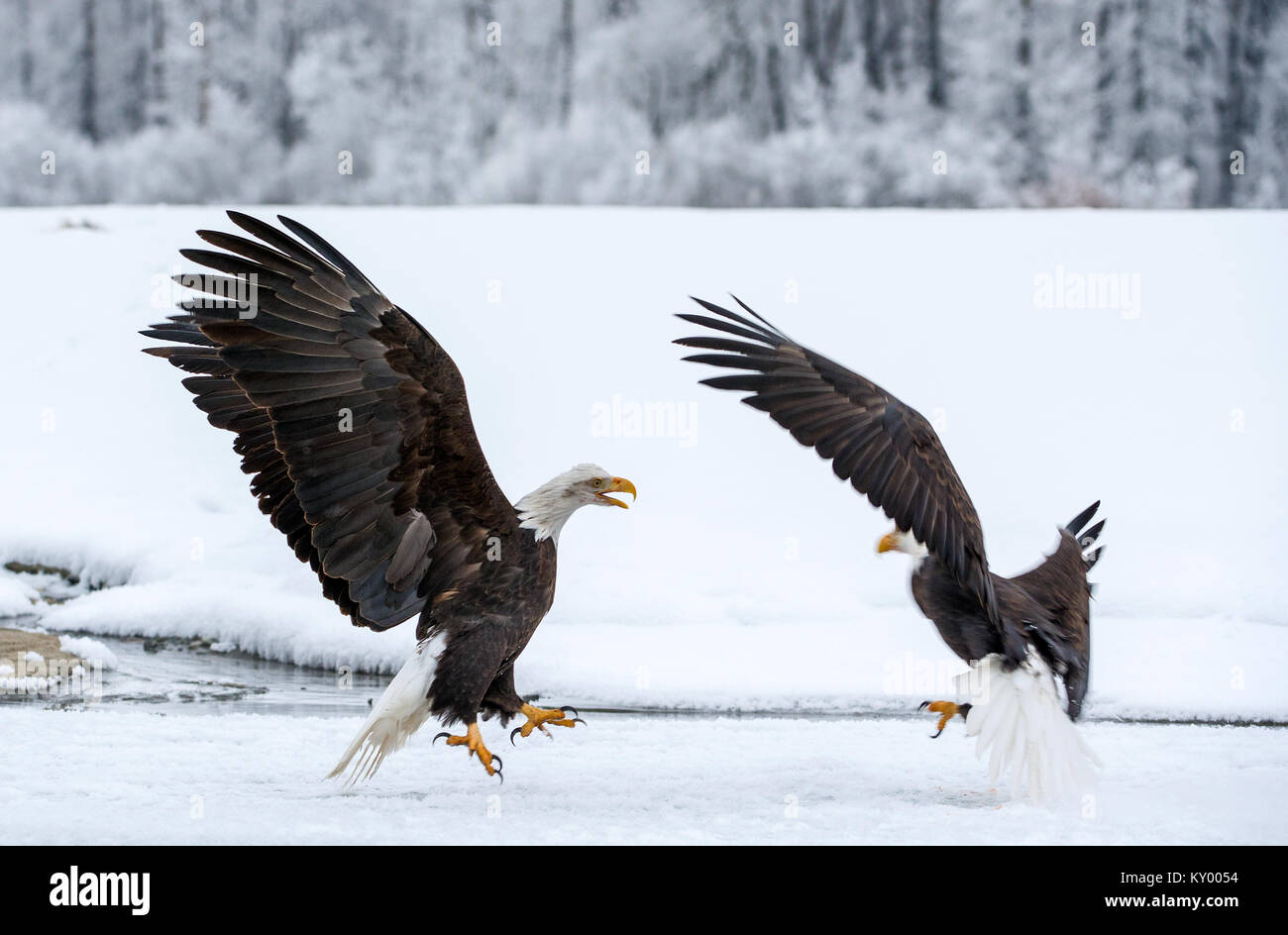 Der Weißkopfseeadler (Haliaeetus leucocephalus) washingtoniensis im Flug. Alaska im Schnee Stockfoto