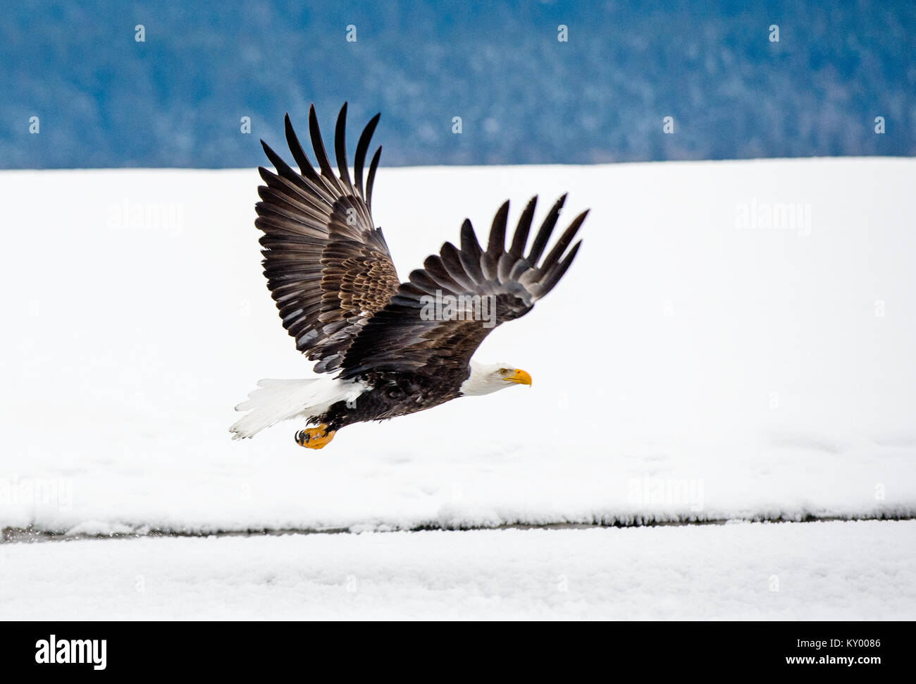 Der Weißkopfseeadler (Haliaeetus leucocephalus) washingtoniensis im Flug. Alaska im Schnee Stockfoto