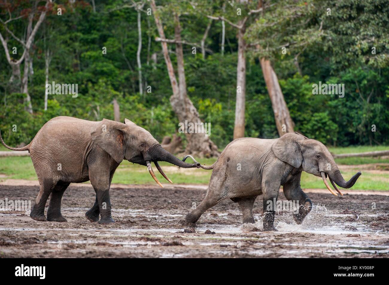 Angreifende Waldelefant (Loxodonta africana cyclotis), (Wald Wohnung Elefant) der Congo Basin. Dzanga Kochsalzlösung (eine Lichtung) Zentralafrikanische Stockfoto