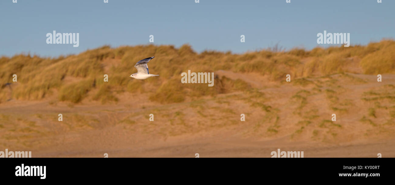 Seagull bei Sturz Strand im Winter die Sonne. Stockfoto