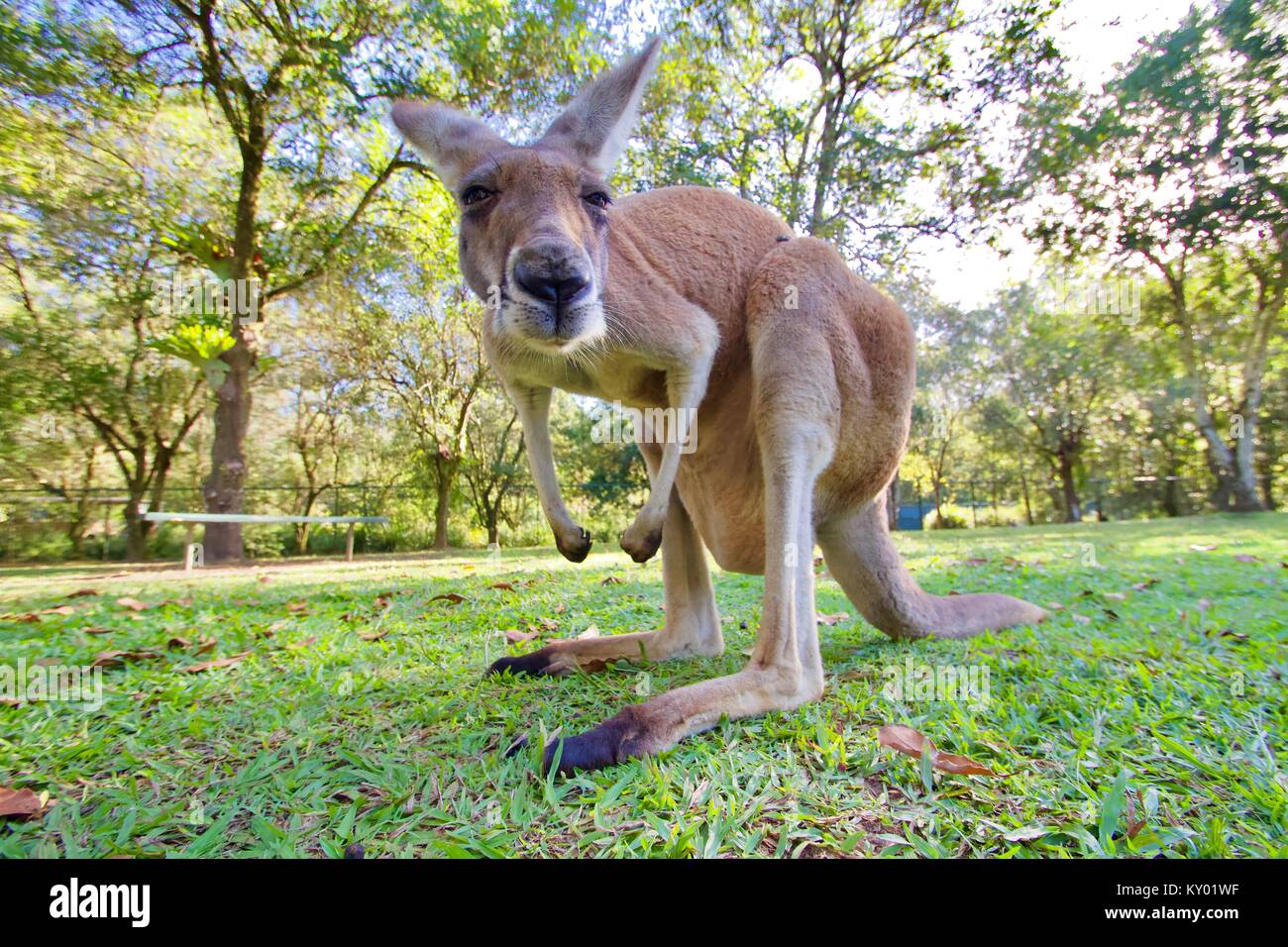 Roten Känguru, Australien Stockfoto