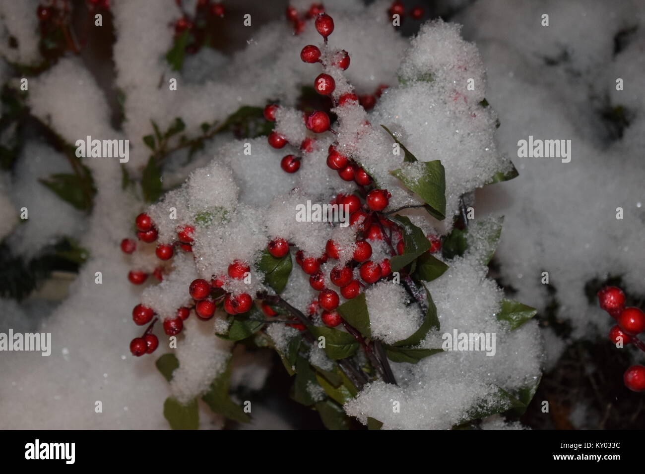 Holly Bush im Schnee bedeckt. Dieses war nach einem Schnee Sturm genommen. Stockfoto