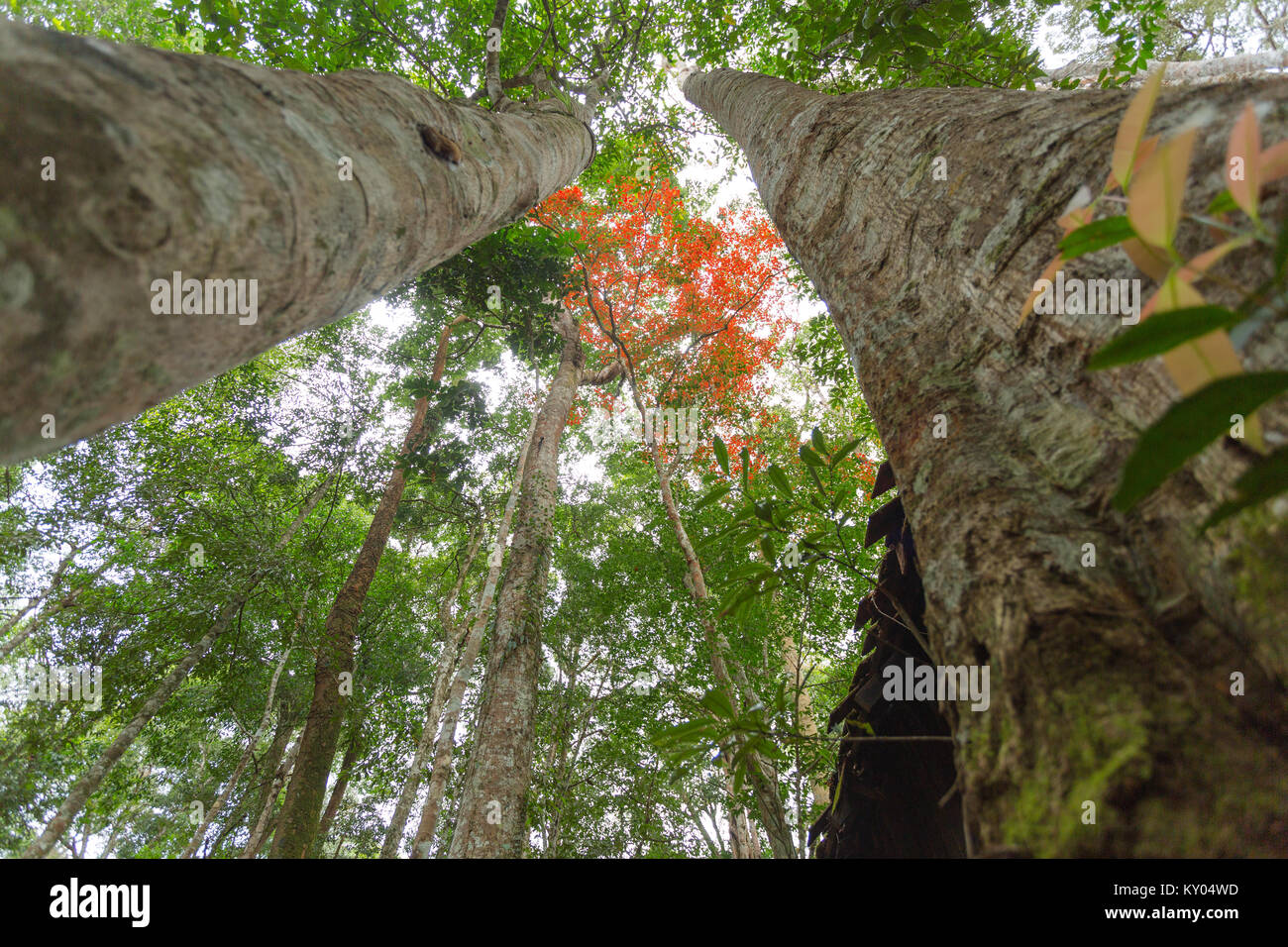 Herbst Ahorn Blätter in Thailand. Stockfoto