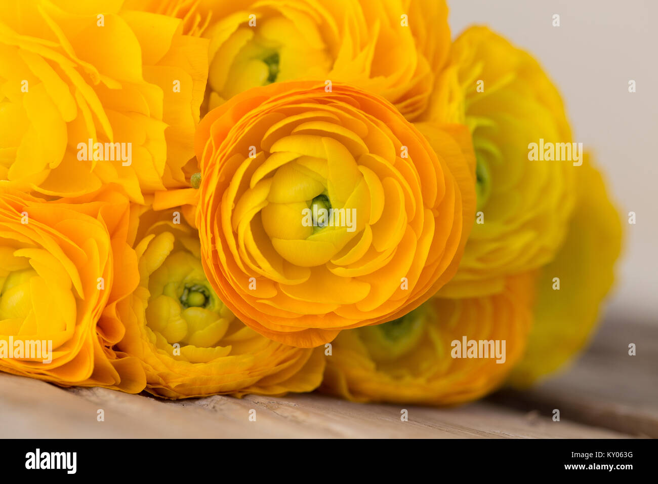 Closeup Schuß eines Strauß gelber Ranunculus. Horizontale Komposition. Stockfoto
