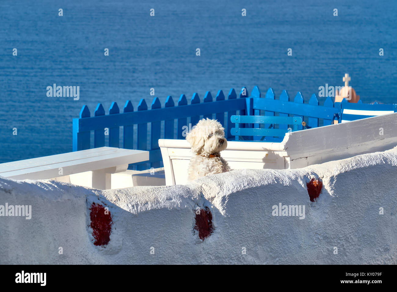 Neugierig weiß Schoßhündchen auf weißen Terrasse overooking das Meer in Oia, Santorini, Griechenland. Stockfoto