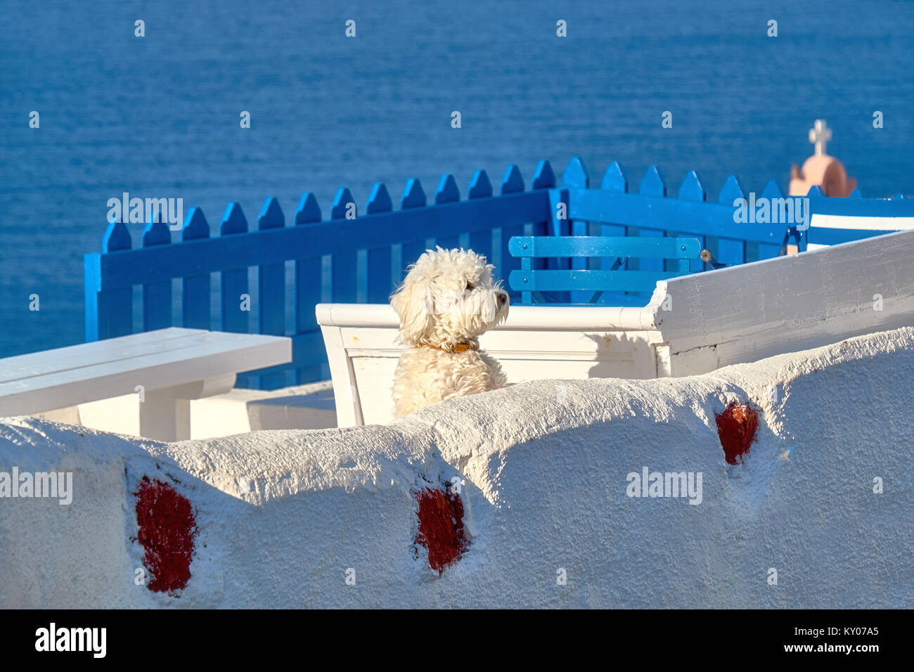 Neugierig weiß Schoßhündchen auf weißen Terrasse overooking das Meer in Oia, Santorini, Griechenland. Stockfoto