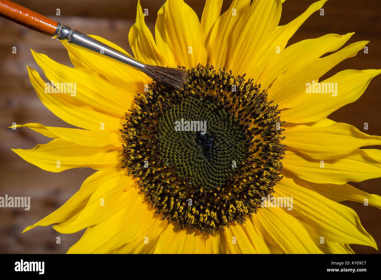 Hand bestäubt eine Sonnenblume mit einer Bürste Stockfoto