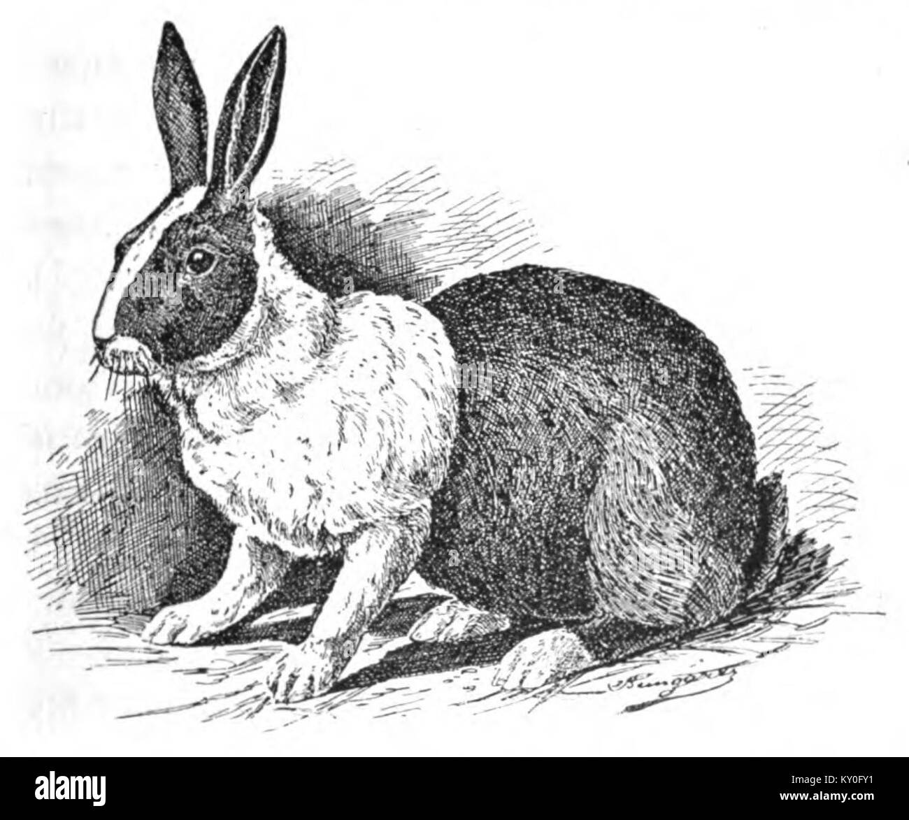 Die Illustration von Jean Bungartz aus dem Jahr 1902 zeigt die niederländische Kaninchenrasse und betont ihre einzigartigen Merkmale und Merkmale, die zur Erforschung von Tierrassen im frühen 20. Jahrhundert beitragen. Stockfoto