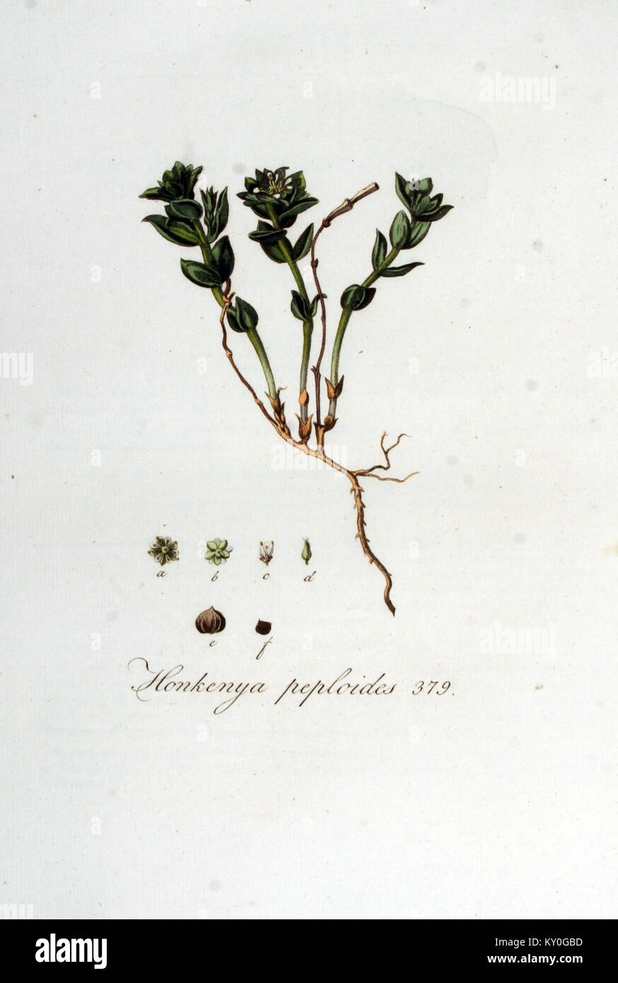 Honkenya peploides - Flora Batava - Band v5 Stockfoto