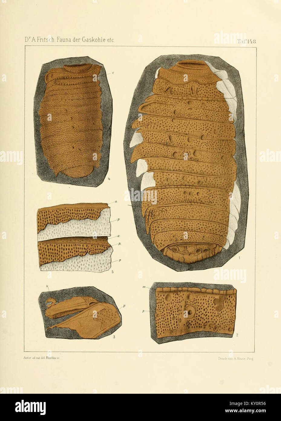 Die vorliegende Studie dokumentiert die Fauna aus der Gaskohle und dem Kalkstein der permischen Formation in Böhmen und konzentriert sich dabei auf Tiere, die während dieser geologischen Periode lebten. Stockfoto