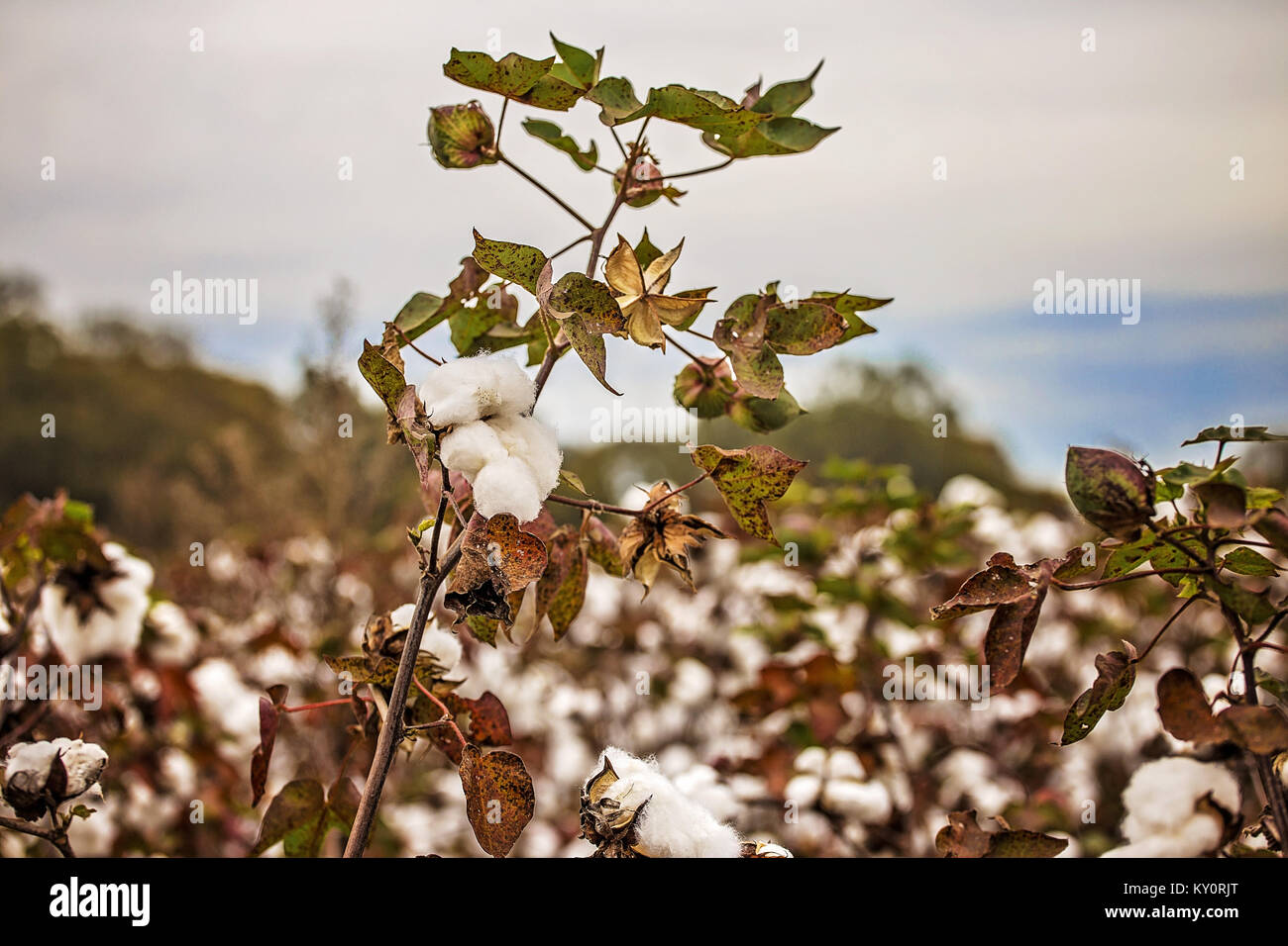 Alabama Baumwolle Stockfoto