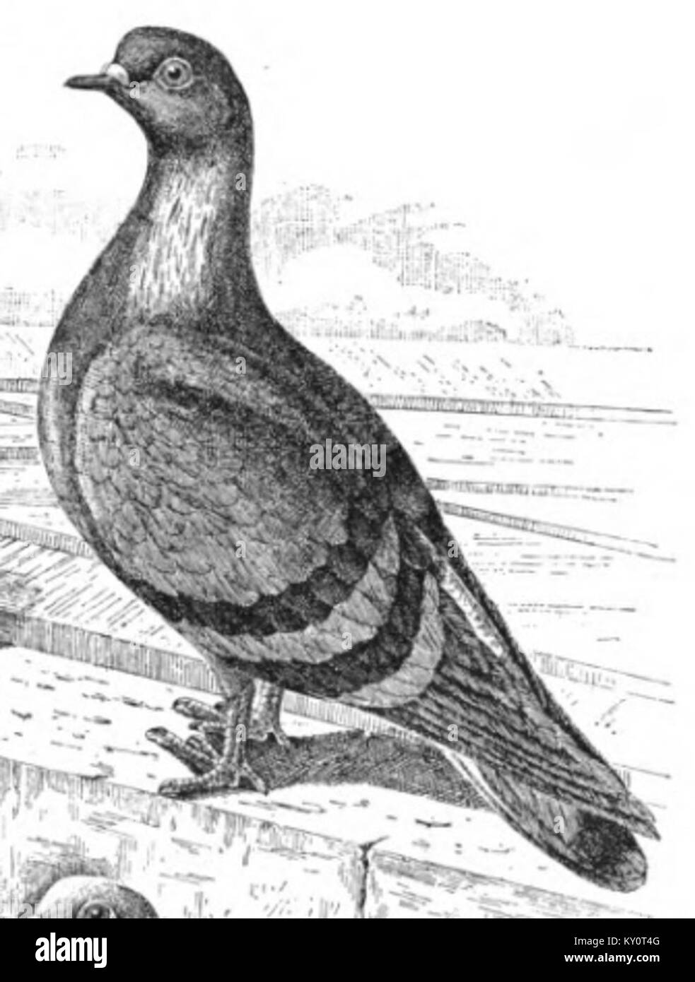 Illustration aus dem Werk „Feldflieger“ von Bungartz mit Renntauben und zugehörigen Volierendetails. Stockfoto