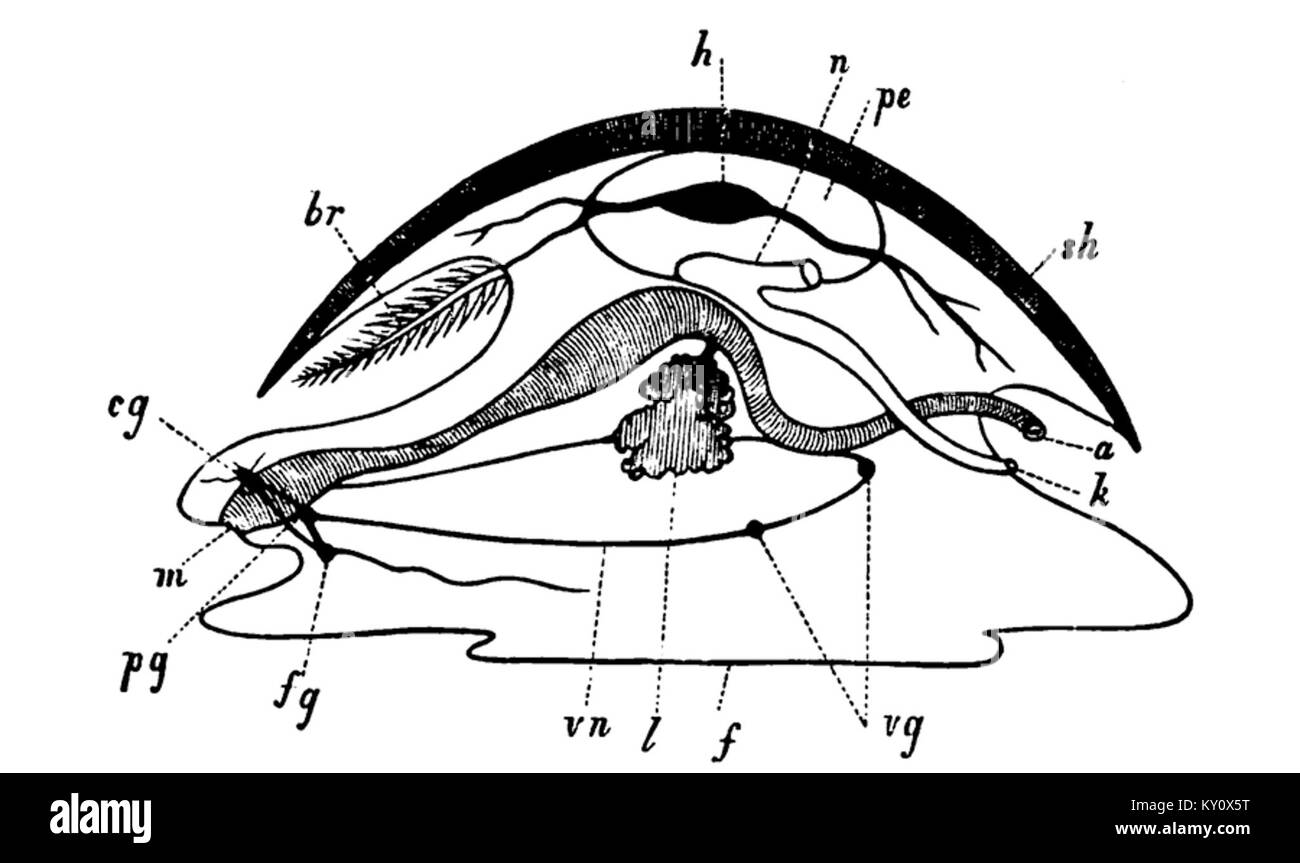 Dieses Diagramm, das von Lankester adaptiert wurde, veranschaulicht die anatomische Struktur einer Weichtiere und liefert wissenschaftliche Details für zoologische Untersuchungen. Stockfoto