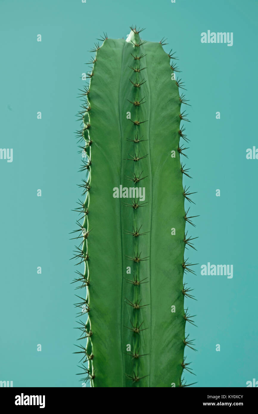 Große Kaktus vor blauem Himmel Stockfoto