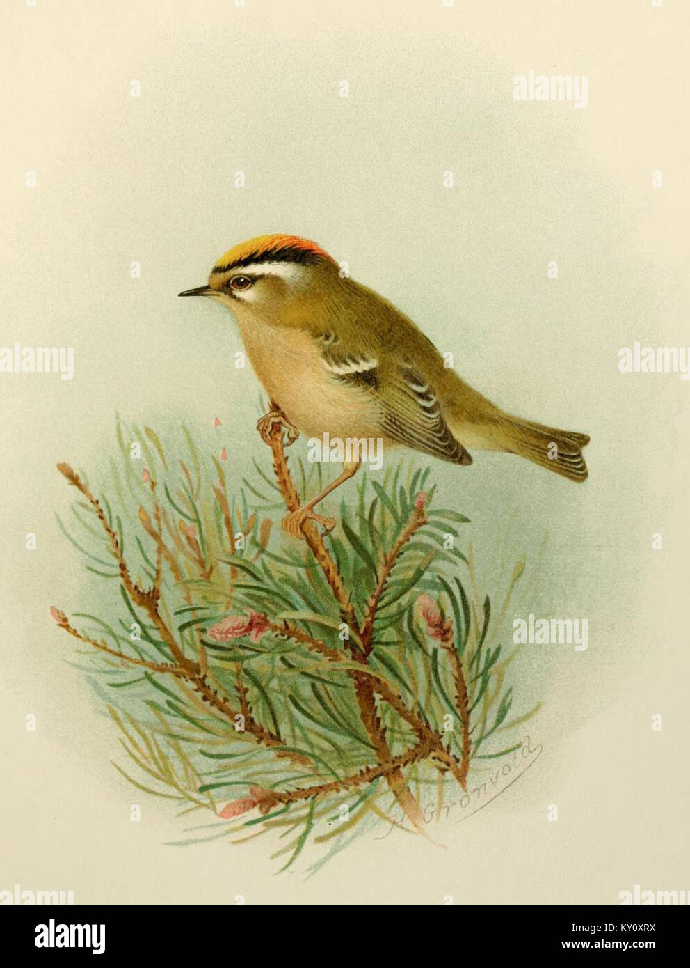 Der von Grönvold dargestellte Feuerwappen (auch als Feuerwappen bezeichnet) ist ein kleiner europäischer singvogel, der sich durch sein markantes oranges Wappen, den schwarzen Augenstreifen und das weiße „Supercilium“ über dem Auge auszeichnet. Die Abbildung zeigt das Gefieder und die typischen Merkmale der Art. Stockfoto
