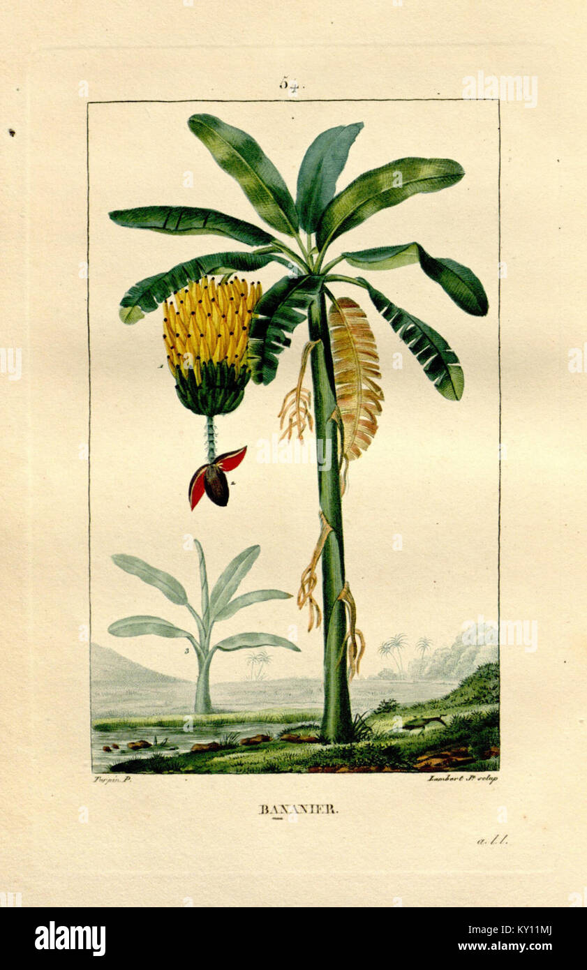 Die Platte 54 von *Flore médicale* zeigt detaillierte botanische Illustrationen von Heilpflanzen aus dem 19. Jahrhundert, die ihre therapeutische Anwendung und heilende Wirkung dokumentieren. Stockfoto