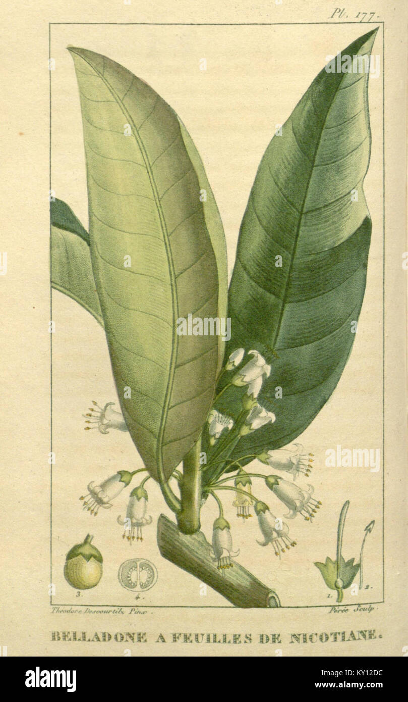Illustration von Heilpflanzen aus den Antillen mit botanischen Details für wissenschaftliche Untersuchungen. Stockfoto