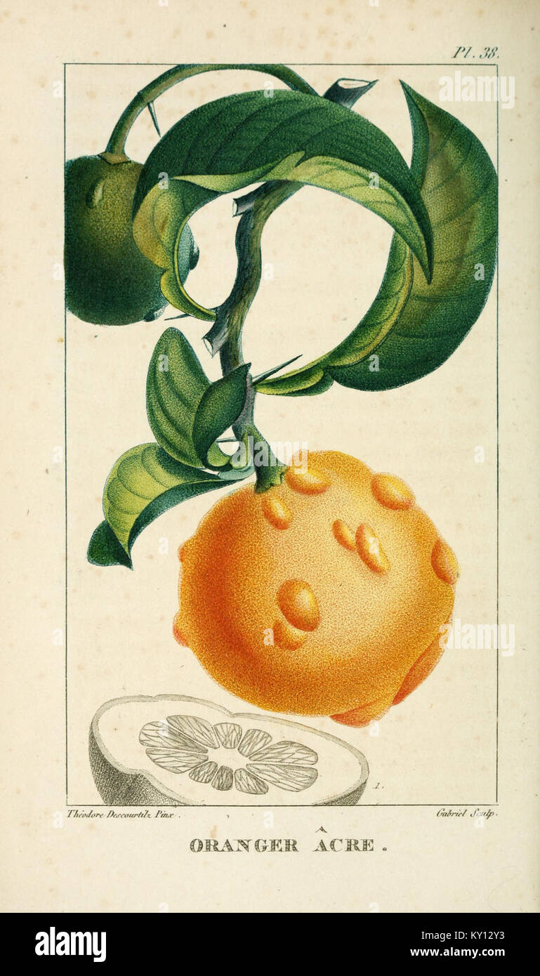 Flore pittoresque et médicale de Antillen (PL. 38) BHL 3481346 Stockfoto