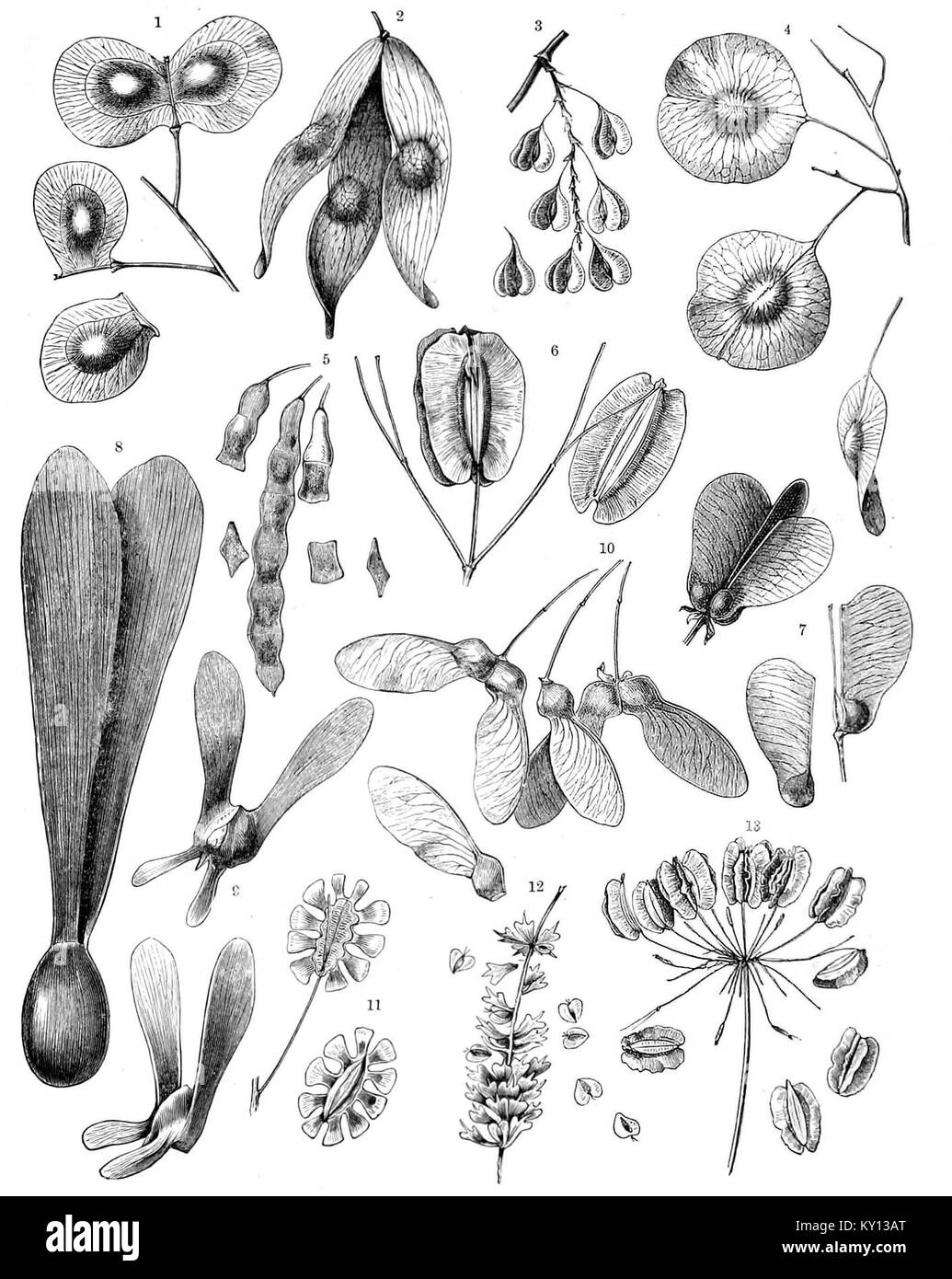 Fliegende Samen sind botanische Strukturen, die für die Ausbreitung des Windes entwickelt wurden und es Pflanzen ermöglichen, sich durch natürliche Mechanismen zu vermehren und neue Gebiete zu kolonisieren. Stockfoto