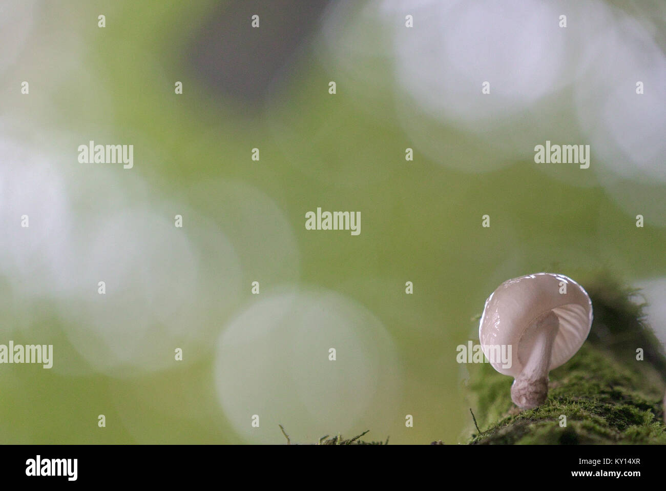 Weißer Pilz am Baum an Dunkery & Horner Holz National Nature Reserve, Großbritannien Stockfoto
