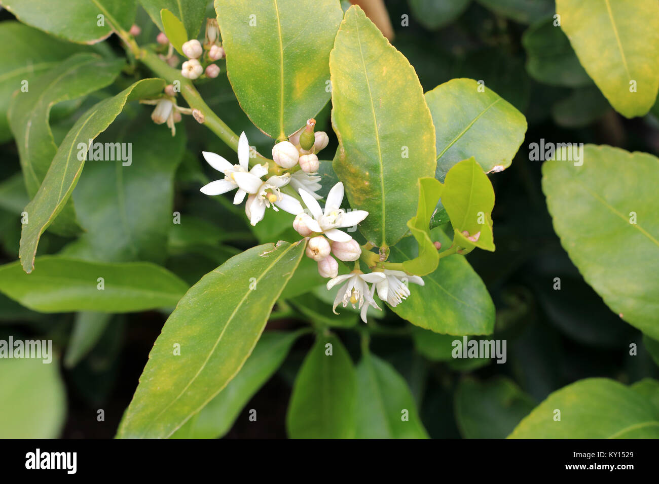 Nahaufnahme von Citrus Blütenknospen Stockfoto