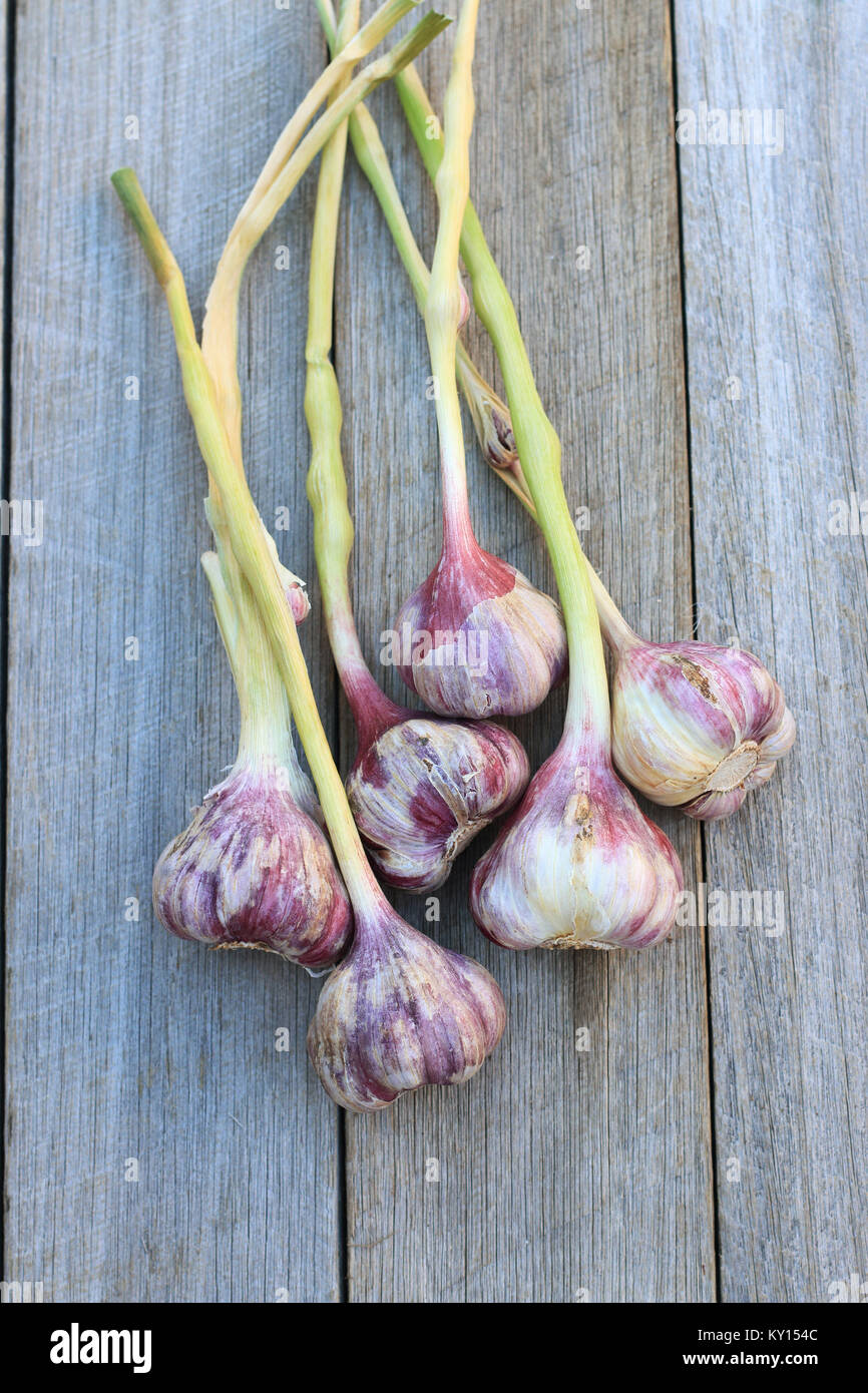 Frisch geernteten Knoblauch allium sativum oder als Glühlampen auf hölzernen Hintergrund bekannt Stockfoto