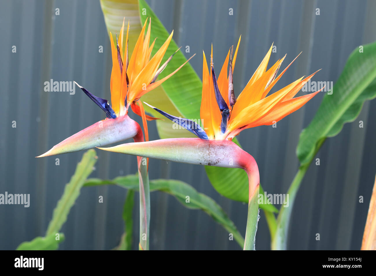 Strelitzia Reginae oder auch bekannten Birds Of Paradise flower Stockfoto