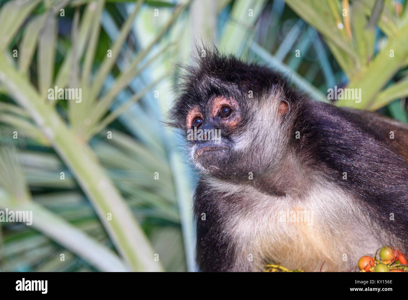 Porträt einer wild spider Monkey männlichen Sitzen auf einem betel Palme. Stockfoto