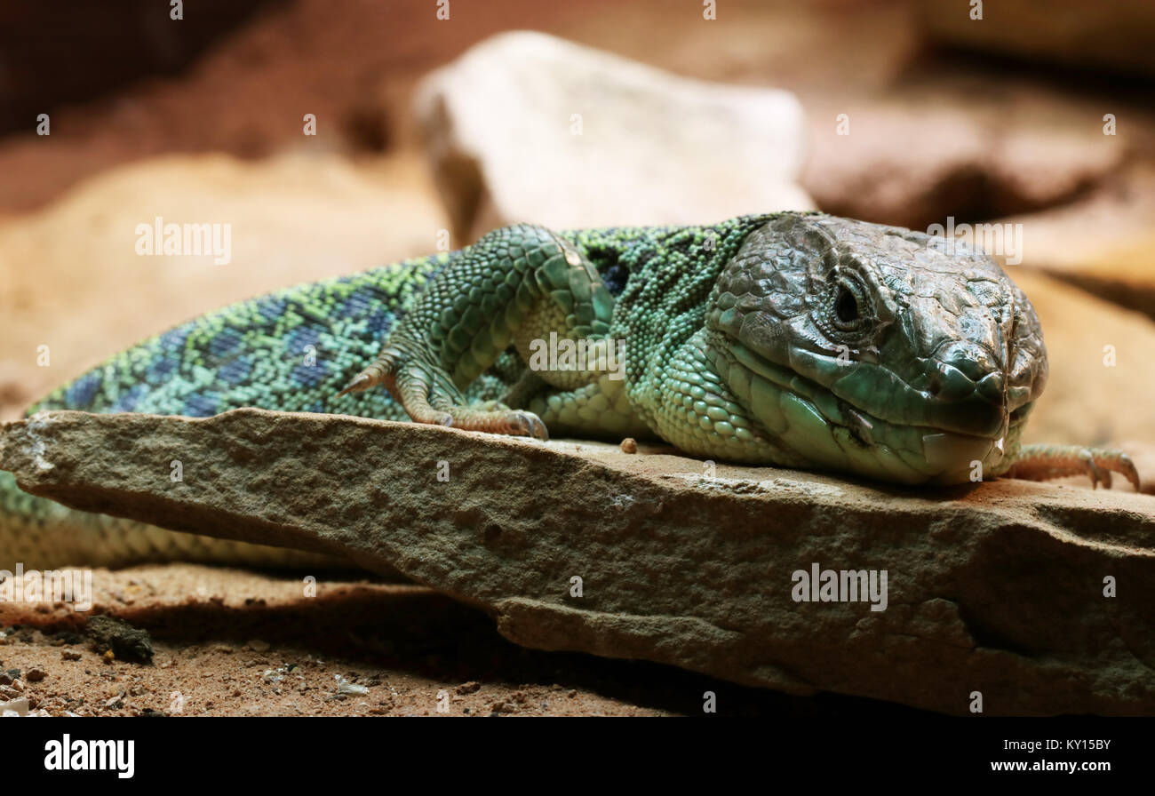 Erwachsene männliche Jewelled Lizard Lacerta Lepida Stockfoto