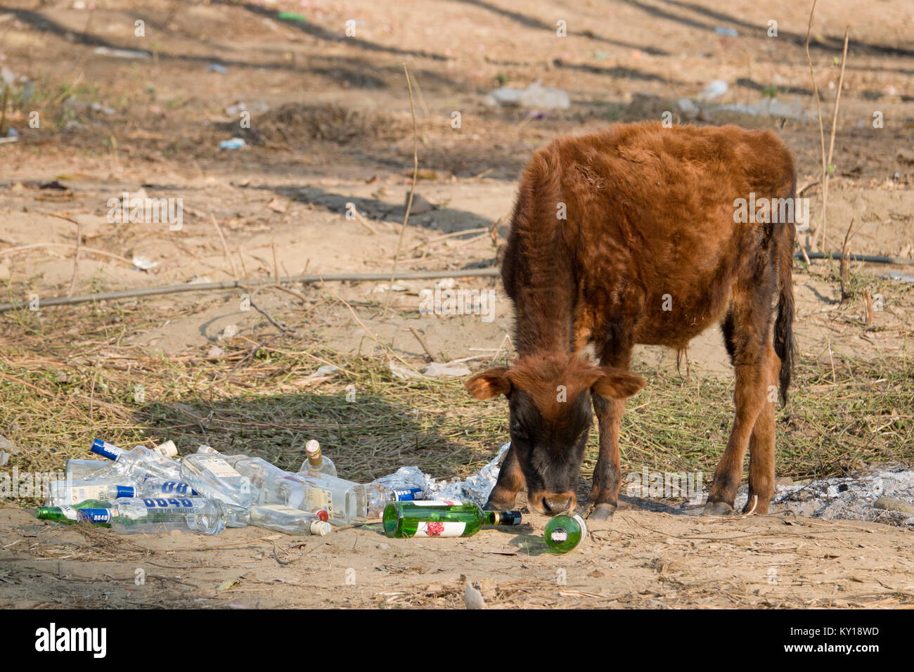 Große Bullenkalb sniffing um Flaschen und Plastik Müll in Pokhara, Nepal Stockfoto