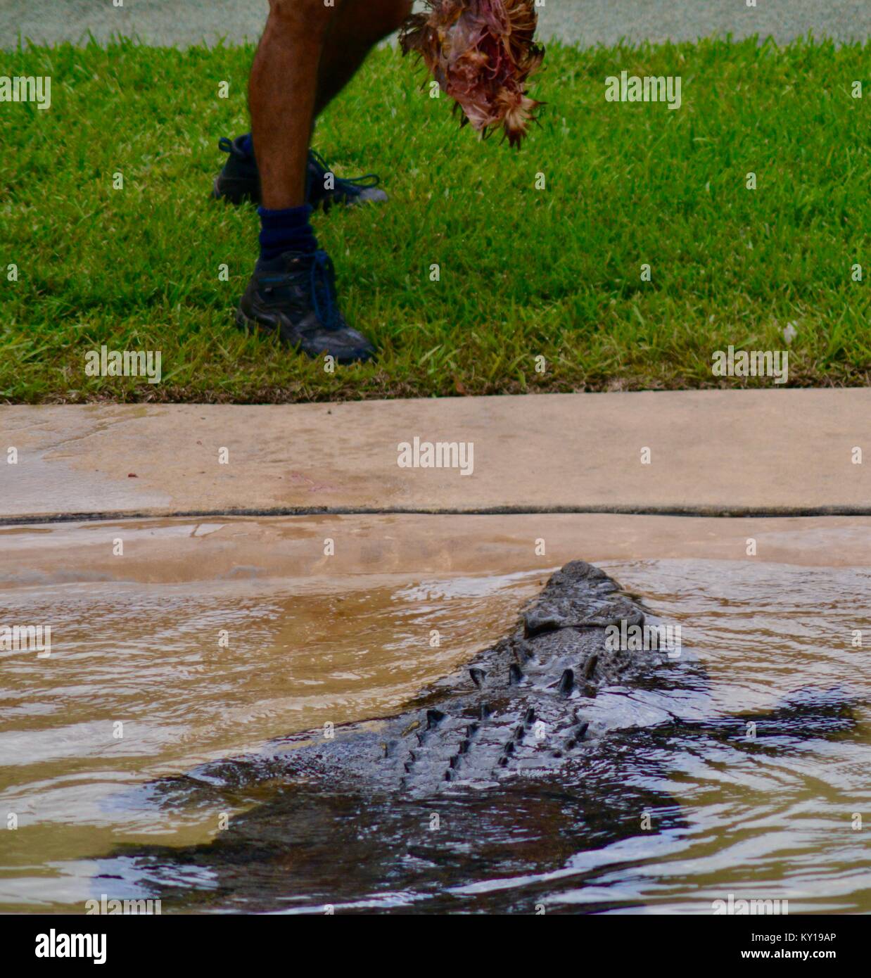 Große saltwater Crocodile, Crocodylus porosus, in einer Show im Australia Zoo, dem Australia Zoo, Beerwah, Queensland, Australien Stockfoto