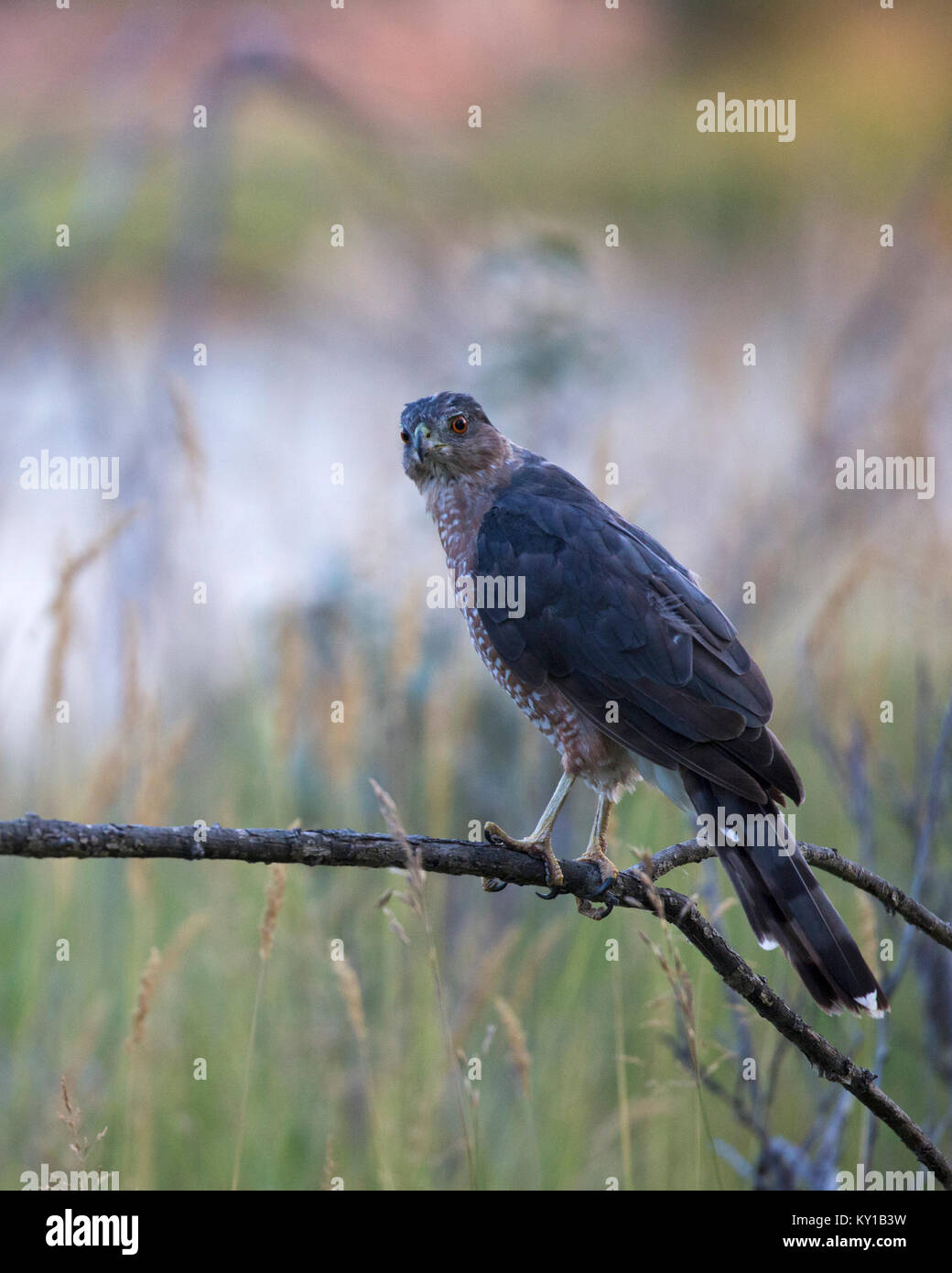 Cooper's Habicht (Accipiter cooperii) Jagd von Zander auf Zweig Stockfoto