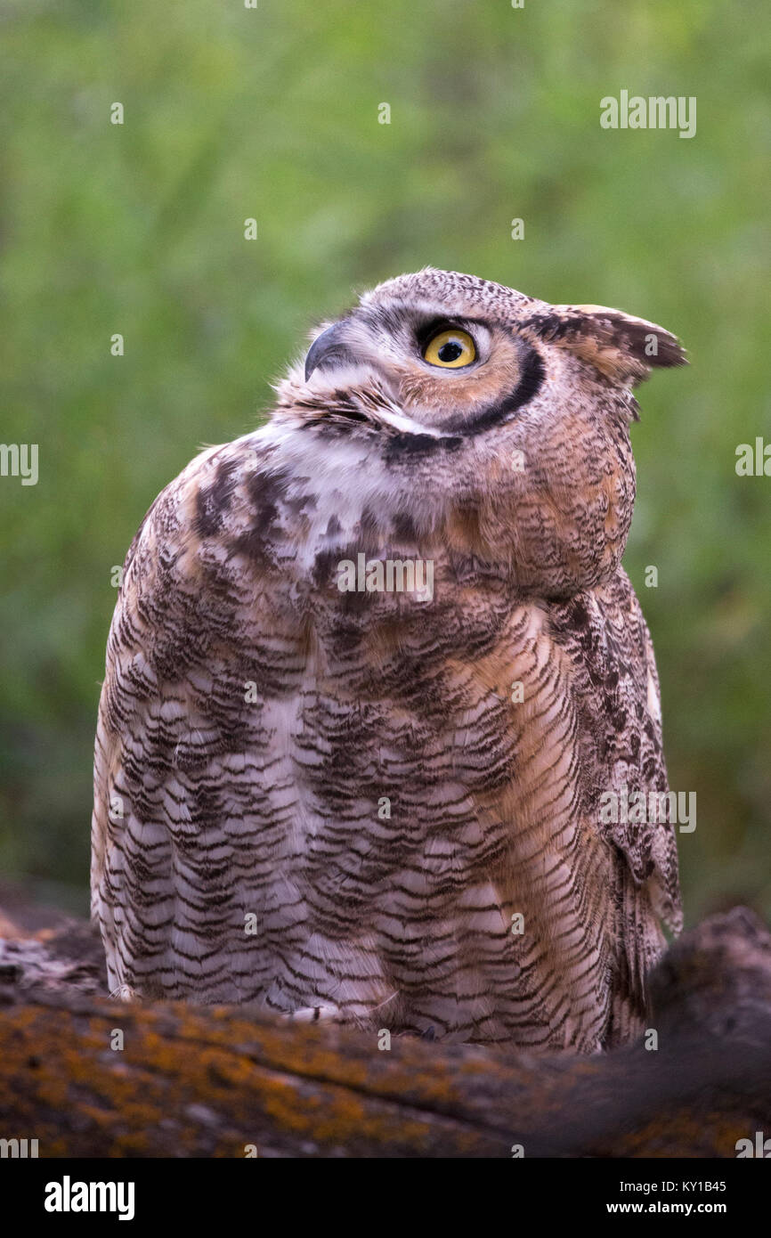 Große gehörnte Eule (Bubo virginianus) blickt im Wald nach oben Stockfoto