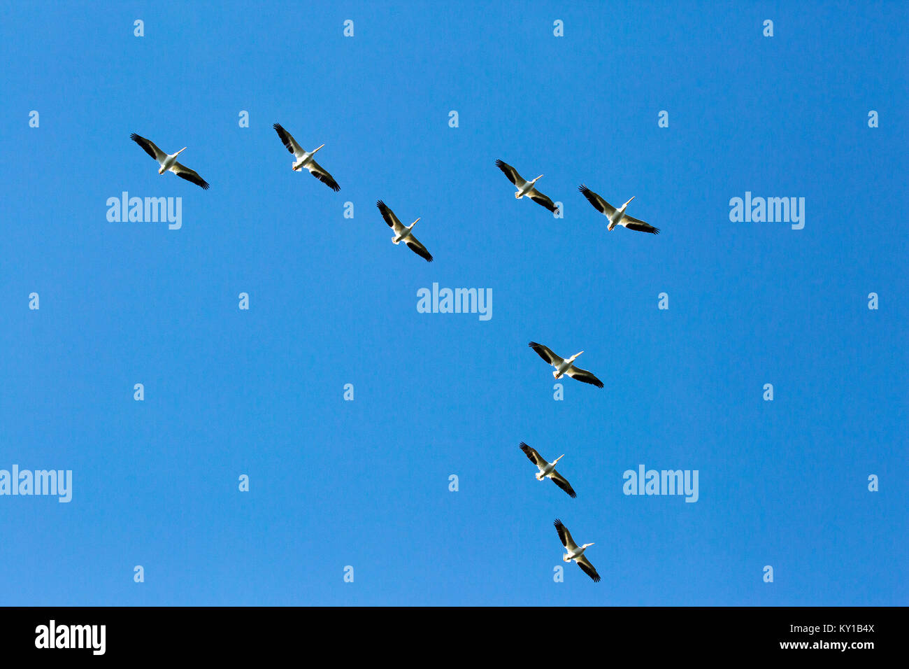 Herde amerikanischer weißer Pelikane, die am klaren blauen Himmel fliegen (Pelecanus erythrorhynchos) Stockfoto