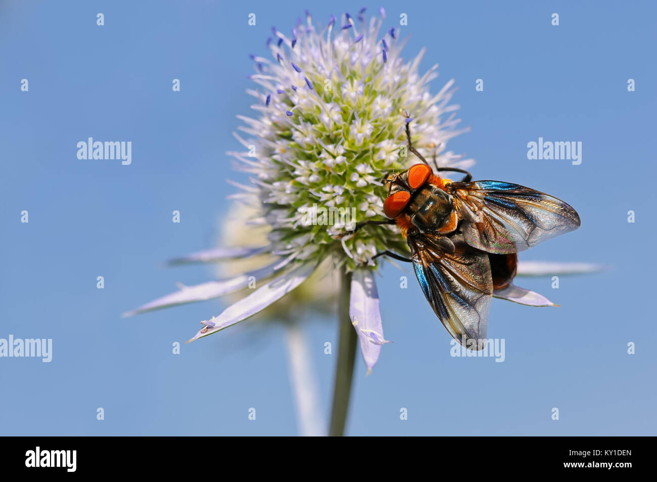 Insekt Phasia Hemiptera, eine wahre Fliegen, auf Eryngium Planum (flache Meer Holly) Blüte vor blauem Himmel im Sommer, in Deutschland, in Europa. Stockfoto