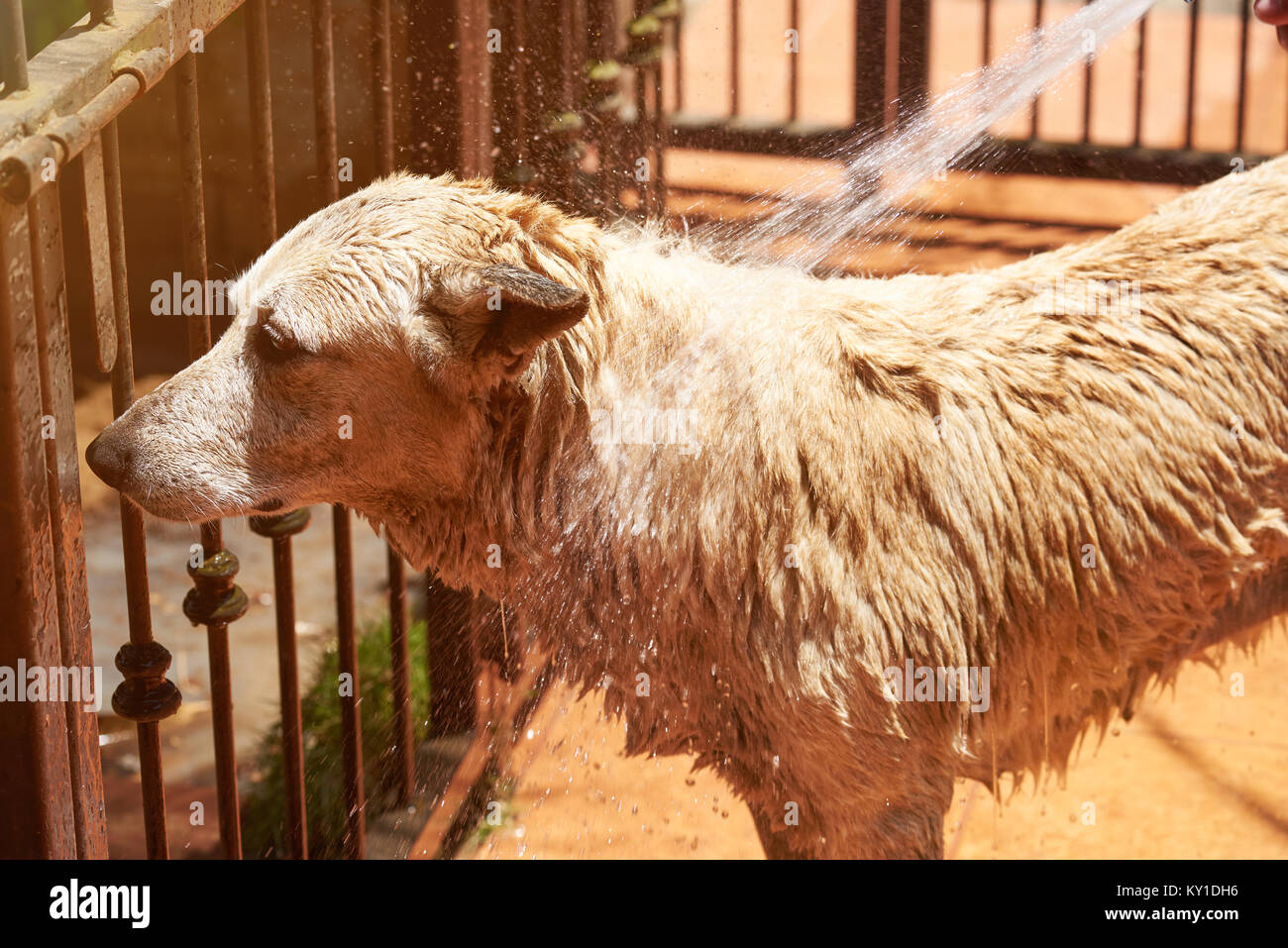 Spritzen Hund mit Wasser an einem sonnigen Tag. Endreinigung grosse Dog Service Stockfoto