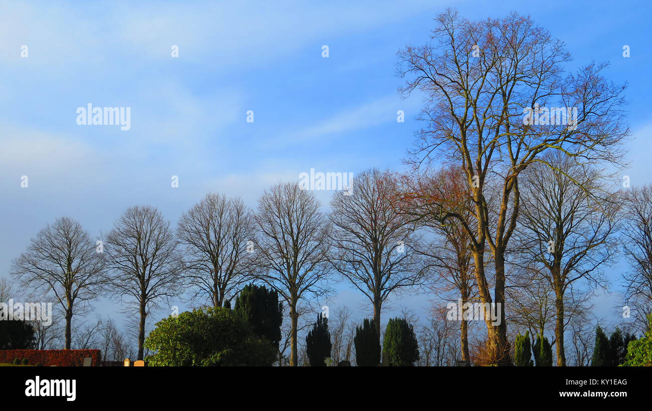 Reihe der Bäume decideous leeding zu Bauernhaus Stockfoto