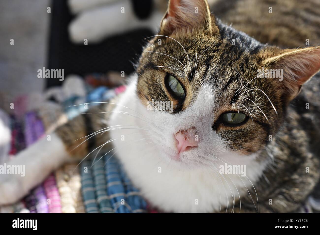 Closeup Portrait von Hauskatze in die Kamera schaut Stockfoto