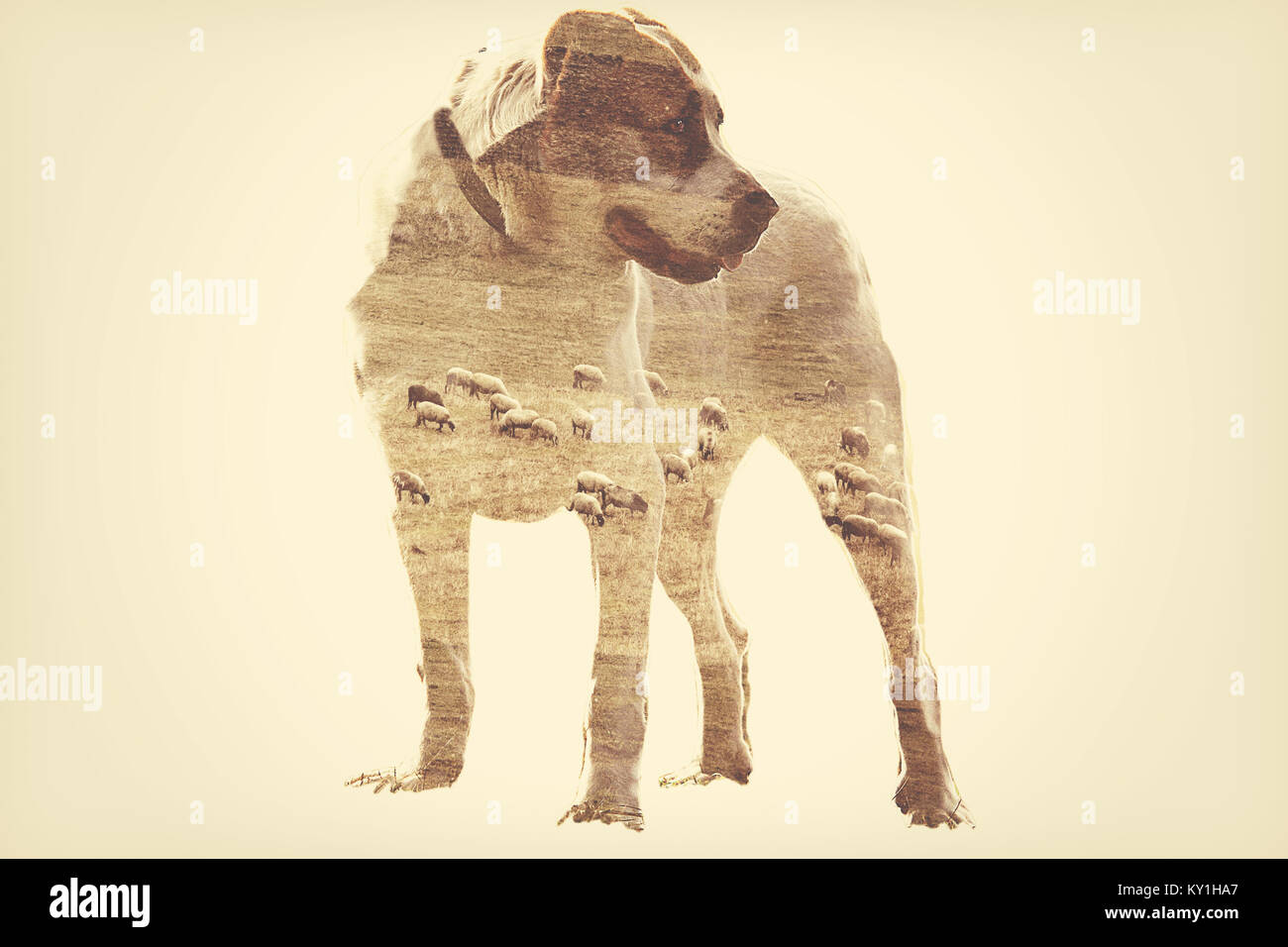 Asiatische Schäferhund abstract Double Exposure Hintergrund Stockfoto